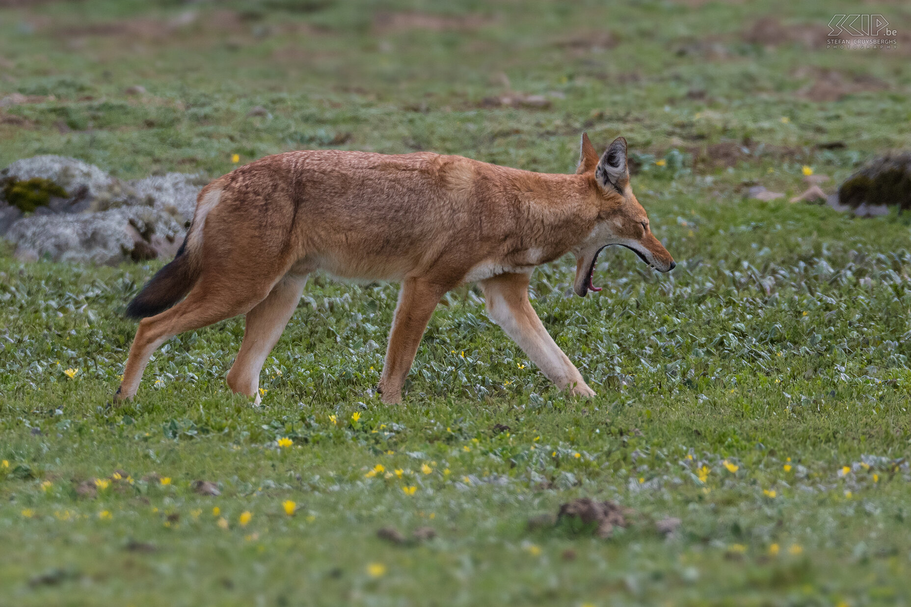 Bale Mountains - Sanetti - Ethiopian wolf The Ethiopian wolf is diurnal and lives in packs of three to thirteen animals, consisting of one dominant pair. The animals are territorial and defend the territory against invaders, since good hunting ground is scarce. However, they usually are hunting alone. Stefan Cruysberghs